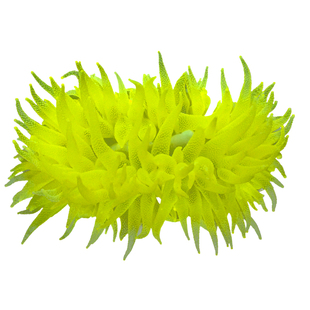 红手指蜘蛛海绵荧光绿大嘴巴皮革NPS活体海水缸珊瑚海水观赏珊瑚