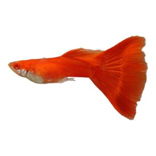 纯种精品孔雀鱼斑马鱼活体观赏鱼热带鱼小型淡水鱼苗好养耐活凤尾