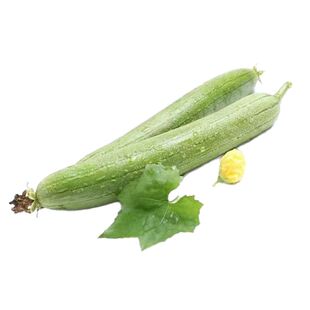 丝瓜秧苗苗丝瓜苗子四季特大春早熟蔬菜丝瓜苗子农家春夏丝瓜苗秧