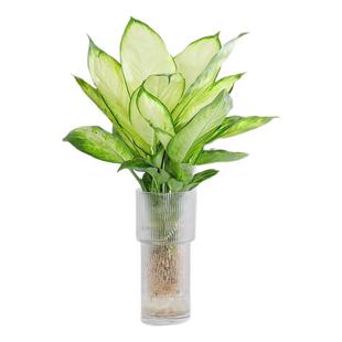 水培植物万年青玛丽安花卉绿植室内盆栽客厅办公室好养四季常青