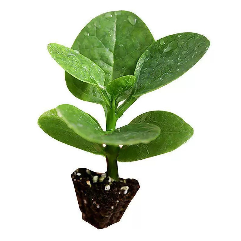 不爬藤大叶木耳菜苗带土发货