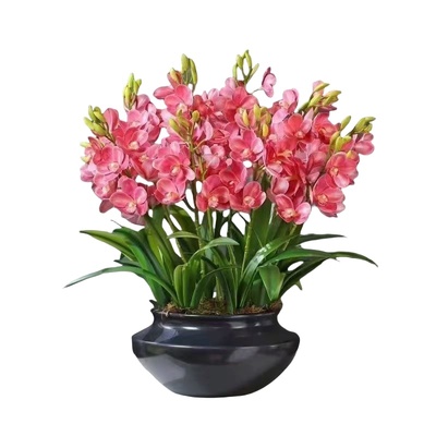 兰花耐寒耐热四季开花橙心球根水培浓香型植物花好养客厅阳台花期