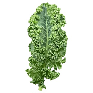 青莲羽衣甘蓝种子食用观赏甘兰籽绿色蔬菜四季盆栽春季夏秋冬季