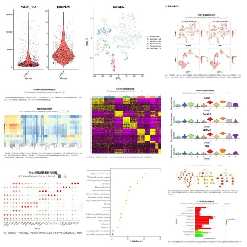 10xRNA单细胞原始数据分析10xST空转数据分析测序fastq数据分析