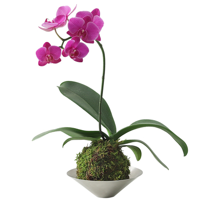 室内蝴蝶兰盆栽苔藓球