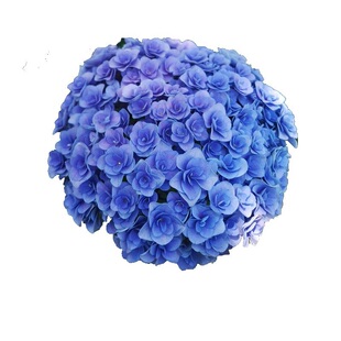 幸福园艺家妖精之吻妖吻加仑分枝彩色大花绣球盆栽中苗大苗包邮