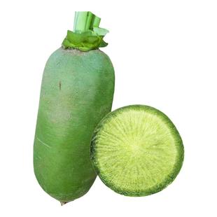 天津沙窝水果萝卜种子种籽子潍县青罗卜凤梨籽种甜脆型孑大全菜种