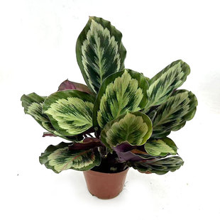 彩虹竹芋盆栽苗红背竹芋红玫瑰室内客厅办公书房桌面绿植净化空气