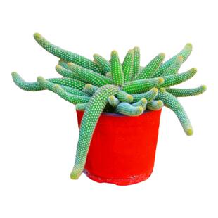 毛毛虫白檀仙人掌仙人指盆栽垂吊开花多肉植物花卉室内室外常青花