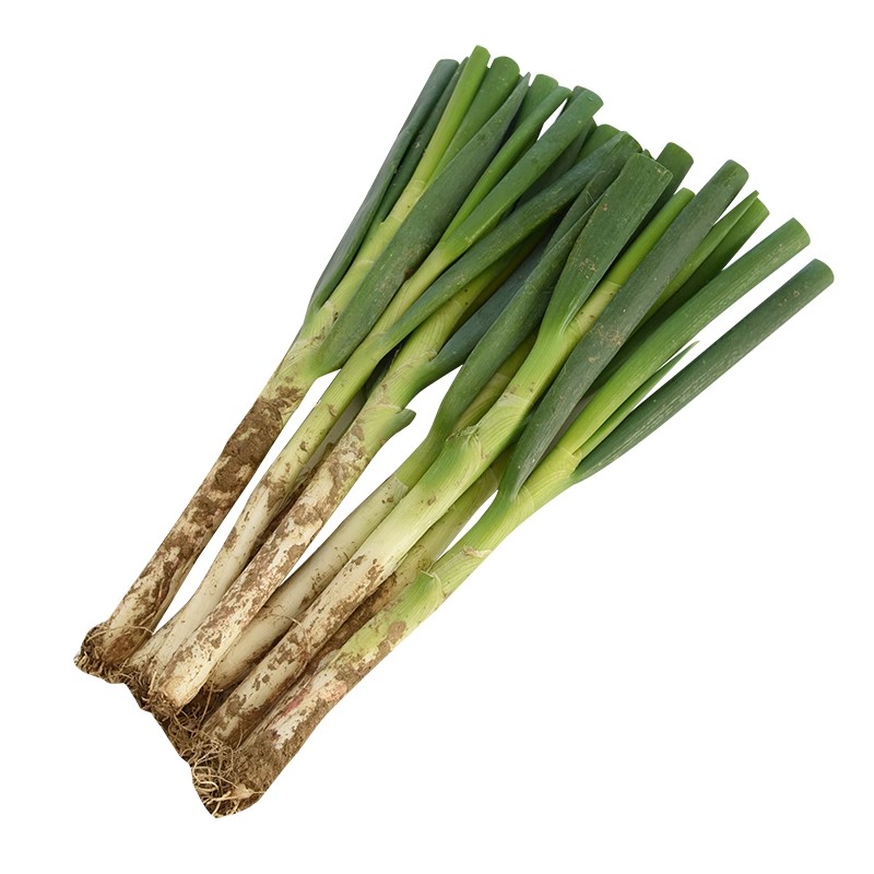 山东铁杆大葱新鲜甜葱非章丘长白