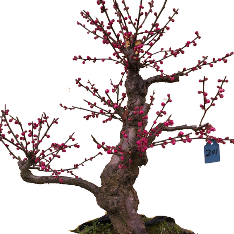 大型原生梅花盆栽紅梅老樁綠萼梅盆景帶花苞發(fā)貨一物一拍耐寒花卉