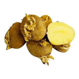 高产黄皮土豆种原种孑种子马铃薯种黄心带芽原种地瓜秋季春季种籽