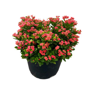 虎刺梅盆栽四季铁海棠老桩大苗多年生植物花期长室内外带花苞发货