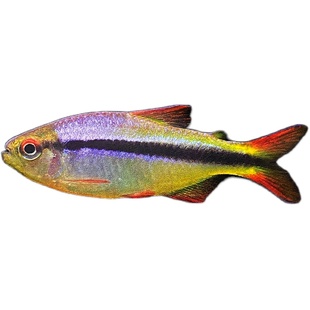 皇室青魔鬼灯鱼热带鱼草缸群游高端南美七彩魔鬼鱼巴西ye生鱼活体