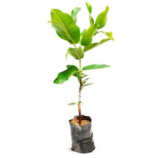 莲雾苗树苗台湾黑金刚莲雾嫁接苗大叶红南方种植地栽盆栽庭院种植