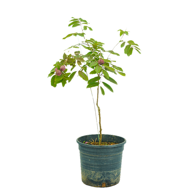 新品种四季红皮龙眼红宝石树苗嫁接水果苗果桂圆树苗盆栽地栽南方