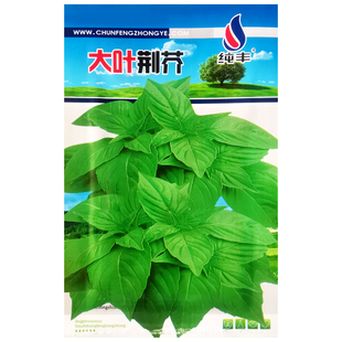 河南大叶荆芥种子荆荠春季农家作物庭院阳台盆栽播种疏蔬菜种籽孑