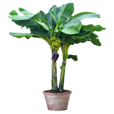 芭蕉树苗香蕉树苗矮化蕉威廉斯B6粉蕉中蕉9号蕉室内客厅四季
