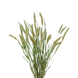 自然绿色尾巴狗尾巴草天然干花ins北欧风日式小清新家居装饰花艺