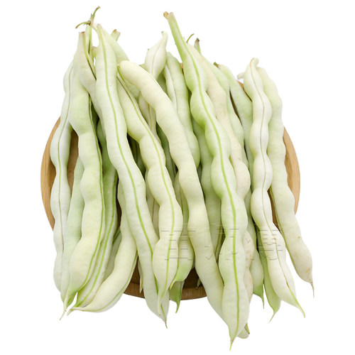 摘不败白不老豆角九粒白芸豆种子九粒红四季豆种籽架豆蔬菜苗孑