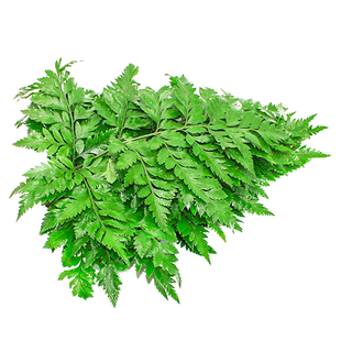 新鲜杨子叶 高山羊齿叶 芒叶花草酒店西餐烘焙摆盘装饰点缀25小片