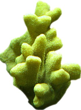 恶魔糖森林大火豆丁瓦片珊瑚