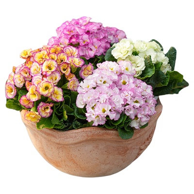 海蒂的花园报春花春天开花