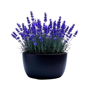 普罗旺斯薰衣草种子四季种易活庭院阳台盆栽室内花籽蚊虫香草种孑