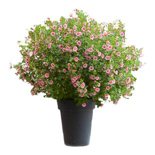 海蒂的花园 小木槿花苗花量大室外阳台庭院花卉植物盆栽苗