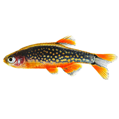 小型迷你灯科鱼淡水热带鱼火炽灯