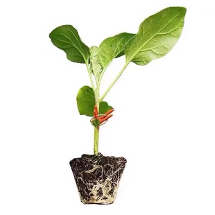 杭茄一/六号长茄子苗子/籽 黑紫色线茄春秋季四季盆栽蔬菜种苗孑