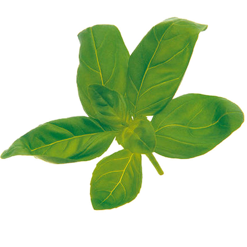 河南大叶荆芥菜种籽四季青菜荆棘种子苗带土籽种盆栽秧苗菜孑荆芥