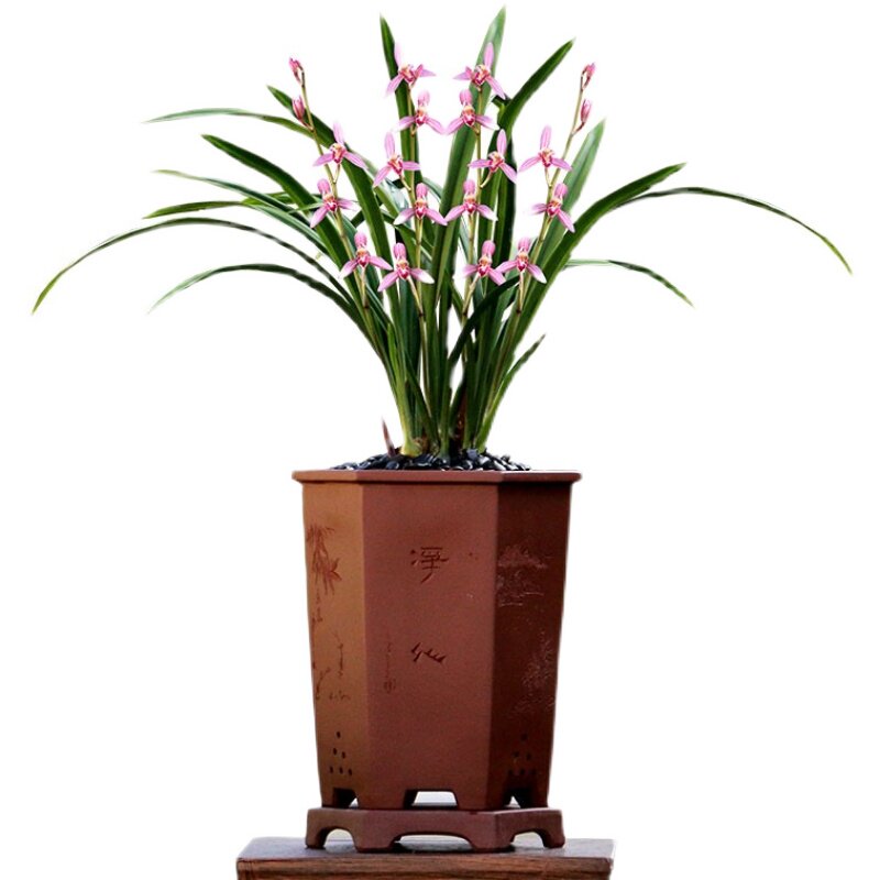 兰花精品兰花苗达摩中透艺墨兰报岁兰绿植盆栽