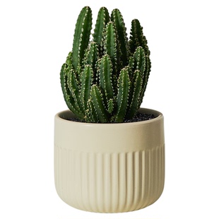 多肉万重山盆栽绿植开花仙人球组合办公室桌面喜阳室内仙人掌植物