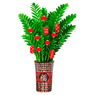 金钱树客厅大花盆旺财发财大型绿植盆栽花卉室内好养新店开业送礼