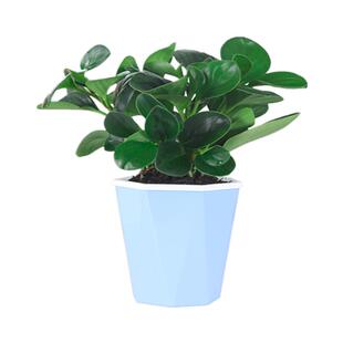 豆瓣绿多肉植物盆栽绿萝室内客厅桌面绿植碧玉好养水培植物花卉