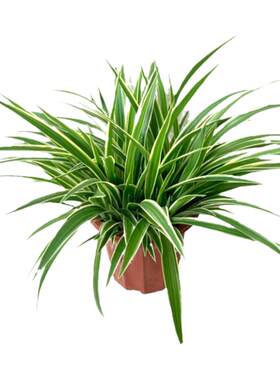 青叶室外庭院四季常青花卉植物