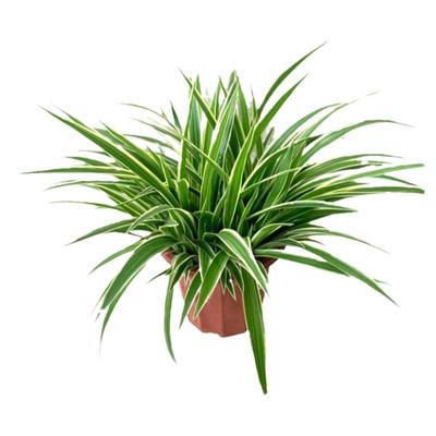 青叶室外庭院四季常青花卉植物