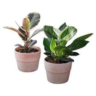 海蒂的花园橡皮树秋海棠红掌绿植盆栽室内客厅桌面办公室观叶