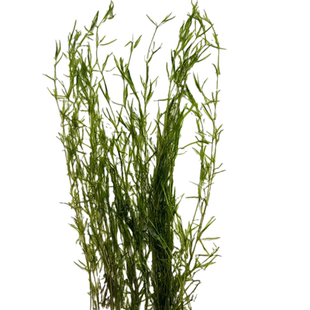 印度小竹节金鱼藻鱼缸淡水可漂浮三无缸懒人阴性水草无需二氧化碳