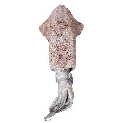 【闹妈】【热气】镇店之宝硬皮鱿鱼句公 1斤5-8只左右共500g±30g