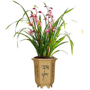 华香园兰花 四季建兰 台北小姐 红粉佳人 办公室内客厅鲜花卉绿植