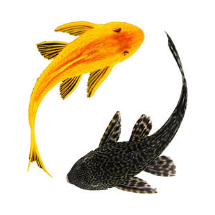 清道夫鱼缸清洁工金苔鼠观赏鱼热带女王淡水吃屎垃圾粪便清理藻类