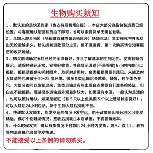 白花红海树 雪花红海树海柳活体海水观赏鱼珊瑚缸红色白色NPS包活