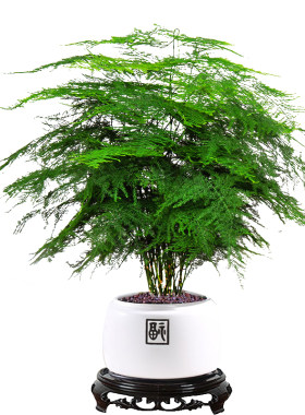 中式禅意盆景绿植办公室高端花卉