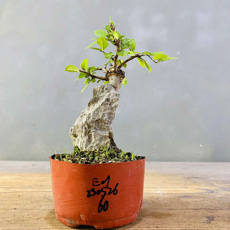 小叶榆树抱石微型盆景花卉植物室内花榔榆客厅办公室桌面绿植盆栽