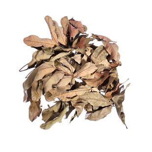 老渔匠乌龟专用龙眼叶南美缸龙眼叶调节水质养龟腐皮躲避造景水草