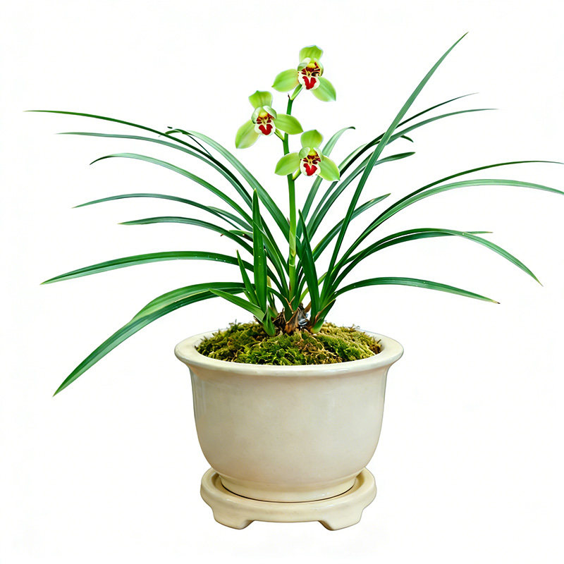 春兰翠红笺兰花苗名贵盆栽花卉植物室内客厅好养不带花苞精品细叶