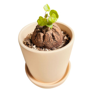 南非龟甲龙裂纹爬藤多肉植物萌宠块根一物一拍肉肉办公室客厅绿植