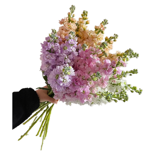 紫罗兰鲜花水培植物鲜切花云南直发鲜花家用插花室内好养绿植盆栽